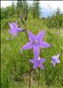 purple flower